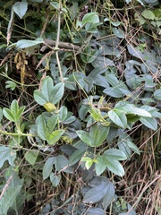 Passiflora mixta pilaloensis