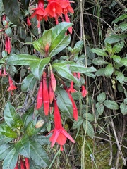Fuchsia loxensis