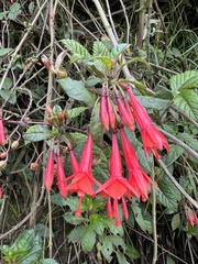 Fuchsia loxensis