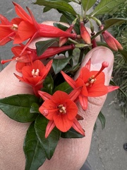 Fuchsia loxensis