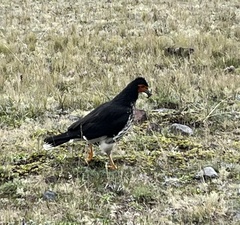 Daptrius carunculatus