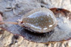 Naria lamarckii