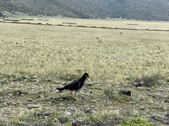 Daptrius carunculatus