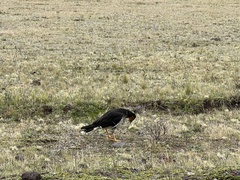 Daptrius carunculatus