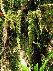 Tmesipteris tannensis