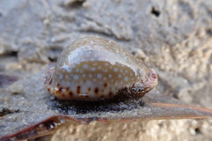 Naria lamarckii