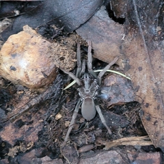 Calisoga longitarsis