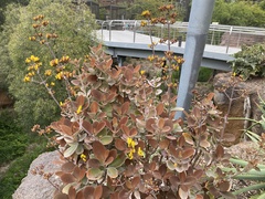 Kalanchoe orgyalis