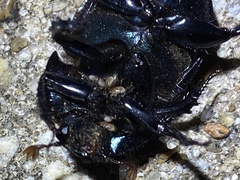 Geotrupes