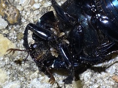 Geotrupes