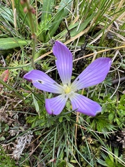 Gentianella cerastioides