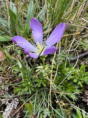 Gentianella cerastioides