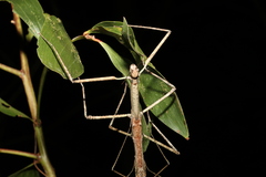 Anchiale austrotessulata