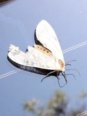 Pareuchaetes pseudoinsulata