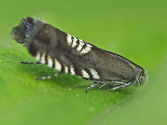 Grapholita compositella