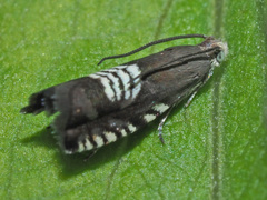 Grapholita compositella