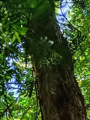 Podocarpus laetus