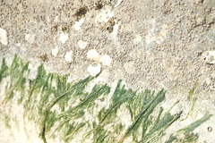 Hexanauplia
