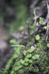 Corybas trilobus aggregate