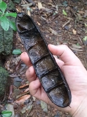 Mucuna gigantea