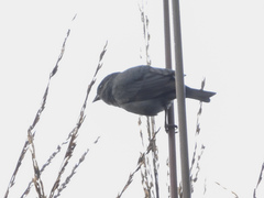 Spodiornis rusticus