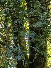 Podocarpus laetus