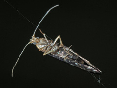 Argyresthiidae