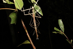 Anchiale austrotessulata