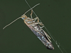 Argyresthiidae