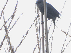 Spodiornis rusticus