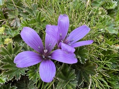 Gentianella cerastioides