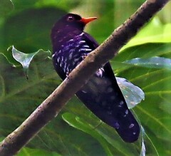 Chrysococcyx xanthorhynchus