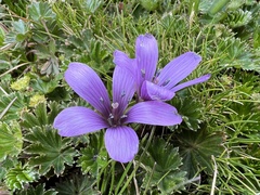 Gentianella cerastioides