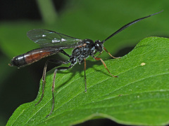 Dusona