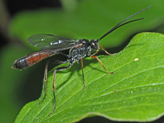 Dusona