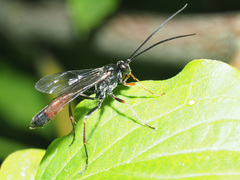 Dusona