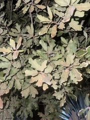 Quercus laceyi