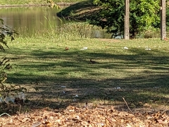 Upupa epops longirostris