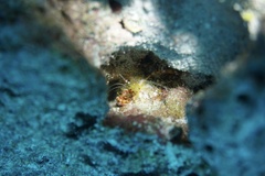 Stenopus scutellatus
