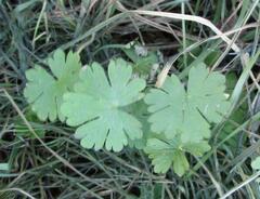Geranium carolinianum
