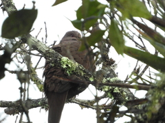 Patagioenas subvinacea