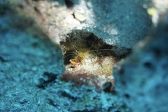 Stenopus scutellatus