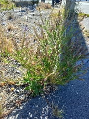 Lepidium bonariense