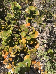 Logania crassifolia