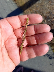 Lepidium bonariense