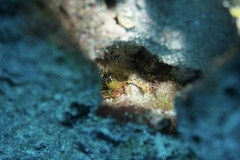 Stenopus scutellatus