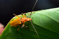 Chauliognathus cinguliventris