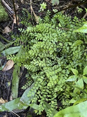 Asplenium dentatum