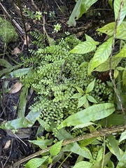 Asplenium dentatum