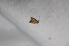 Gymnobathra hamatella